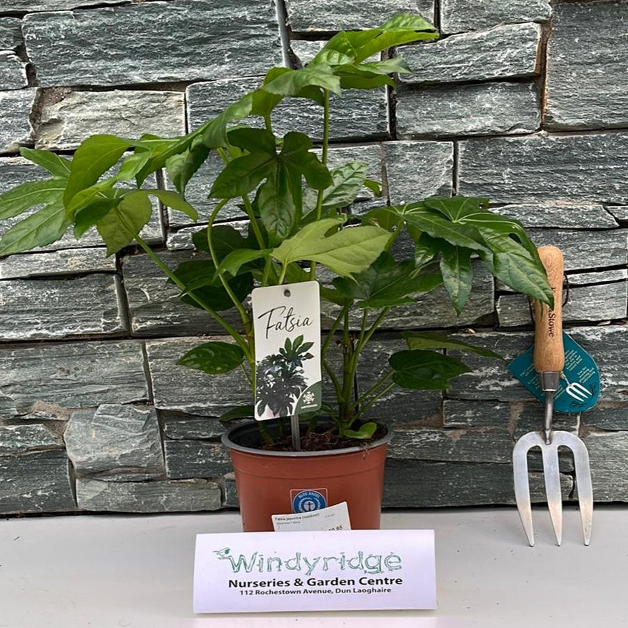 Fatsia Japonica - Shrubs - Windyridge Garden Centre