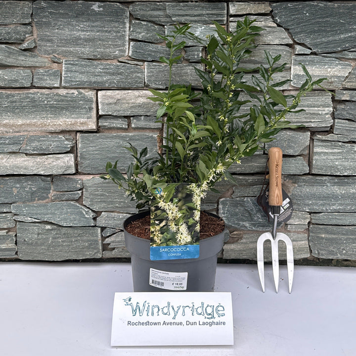 Sarcococca confusa / 4 Ltr pot