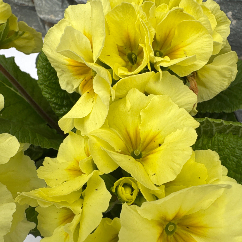 Primula Polyanthus Sibel Lime - Herbaceous - Windyridge Garden Centre