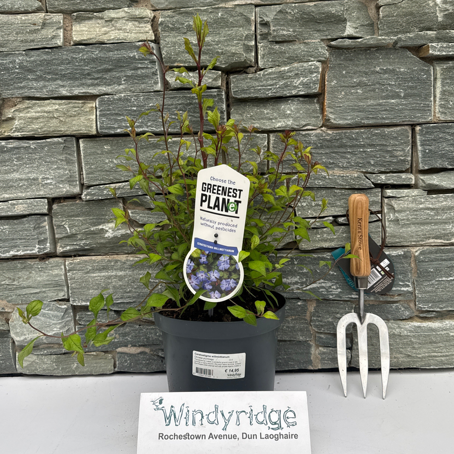 Ceratostigma Willmottianum - Shrubs - Windyridge Garden Centre