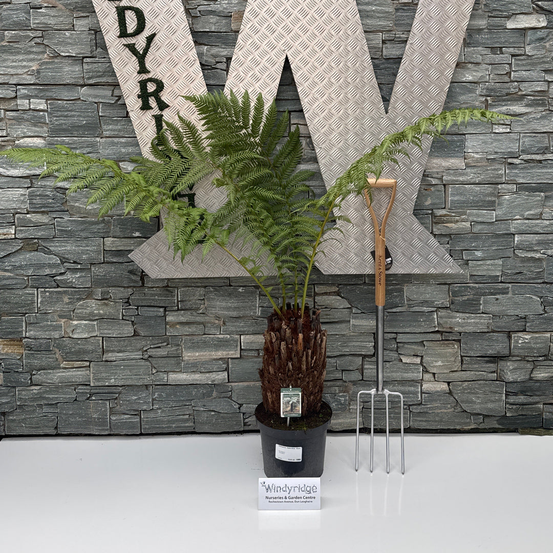 Dicksonia Antarctica 45cm 1.5ft