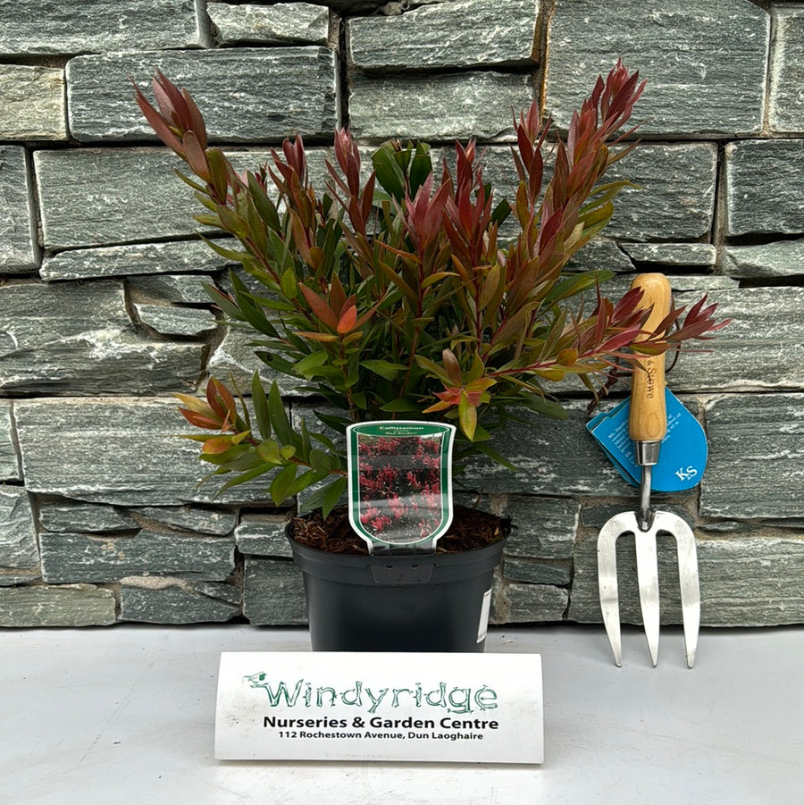 Callistemon Citr. Red Rocket - Shrubs - Windyridge Garden Centre