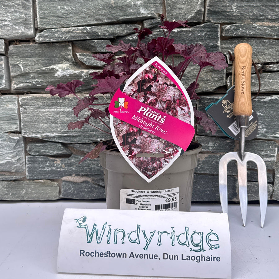 Heuchera Midnight Rose - Herbaceous - Windyridge Garden Centre