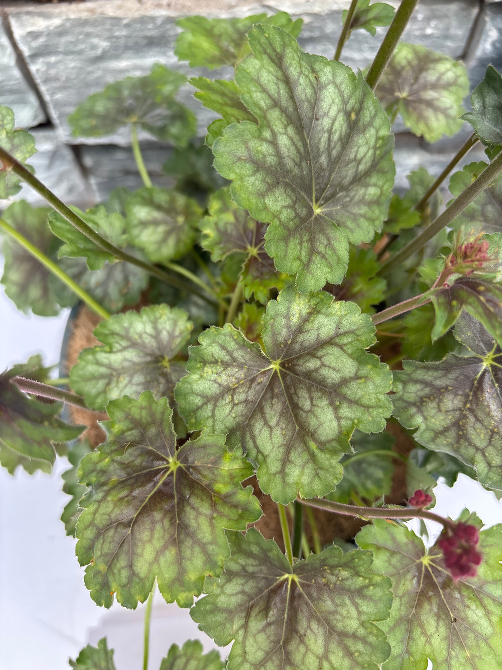 Heuchera 'Peppermint Spice' - Herbaceous - Windyridge Garden Centre