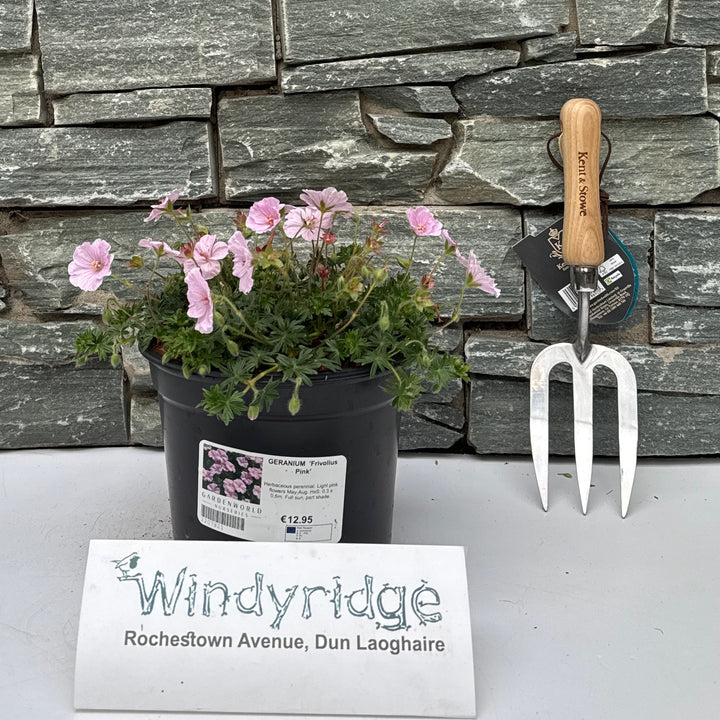 GERANIUM 'Frivolius Pink' - Herbaceous - Windyridge Garden Centre