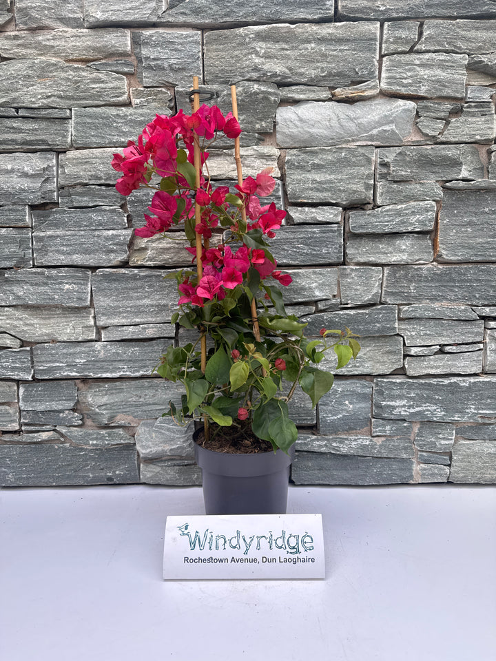 Bougainvillea red  P17- 3 cane pyr