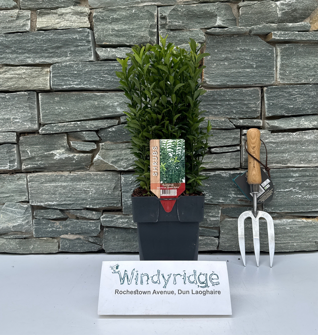 Euonymus jap. Green Spire  2L, square pot