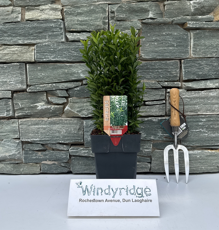 Euonymus jap. Green Spire  2L, square pot
