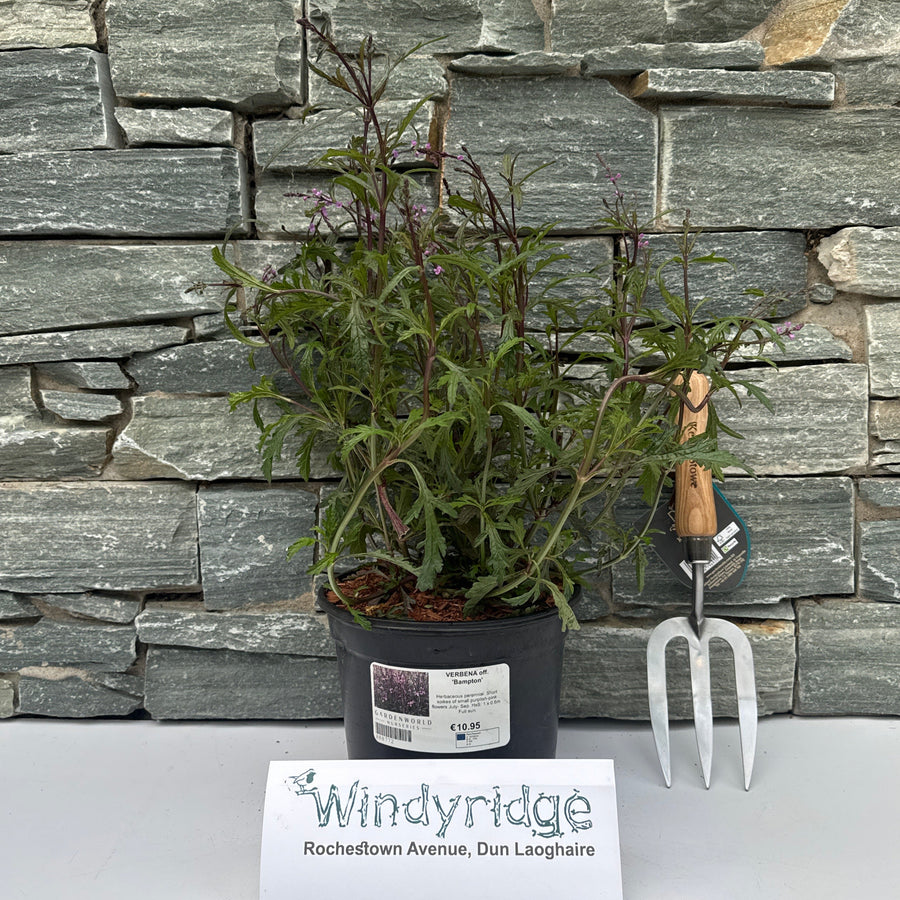 Verbena Off. Bampton - Herbaceous - Windyridge Garden Centre