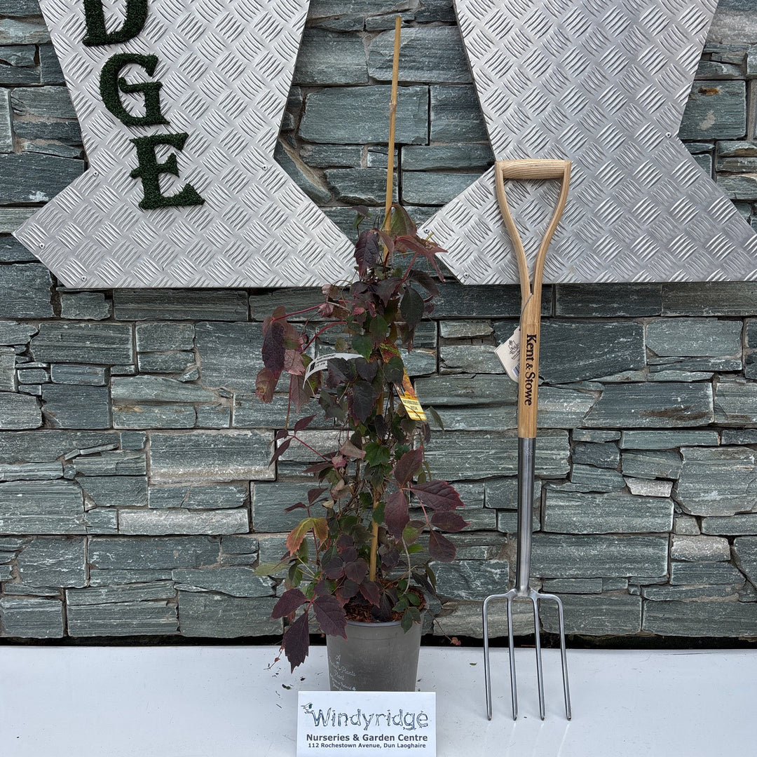 PARTHENOCISSUS T. VEITCHII BOSKOOP  80-100  3.5lt