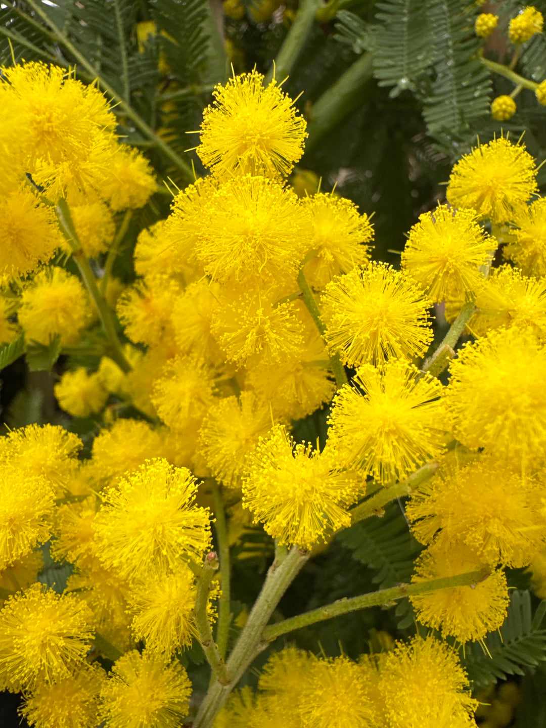 Acacia Dealbata - Trees - Windyridge Garden Centre