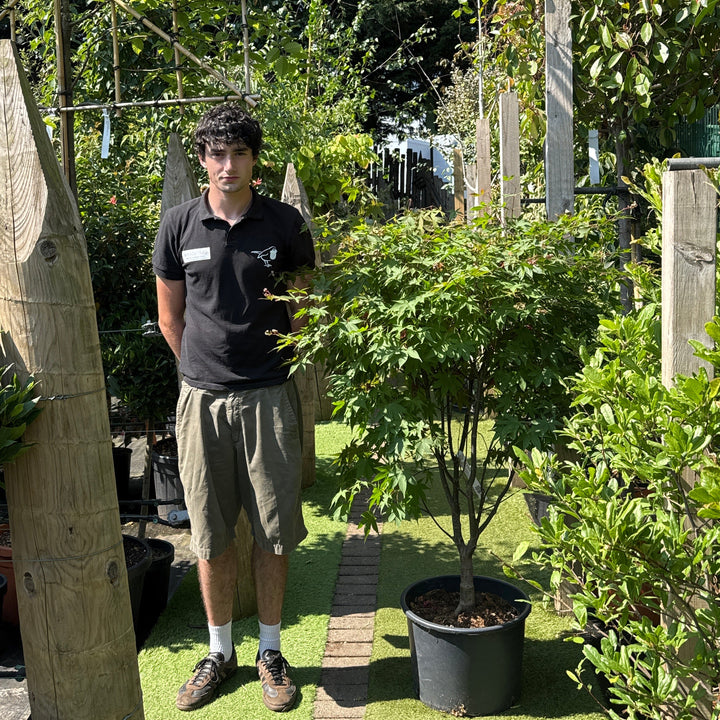 Acer palm. Osakazuki  100-125 CM C35