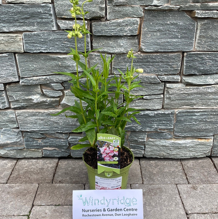 Penstemon Osprey