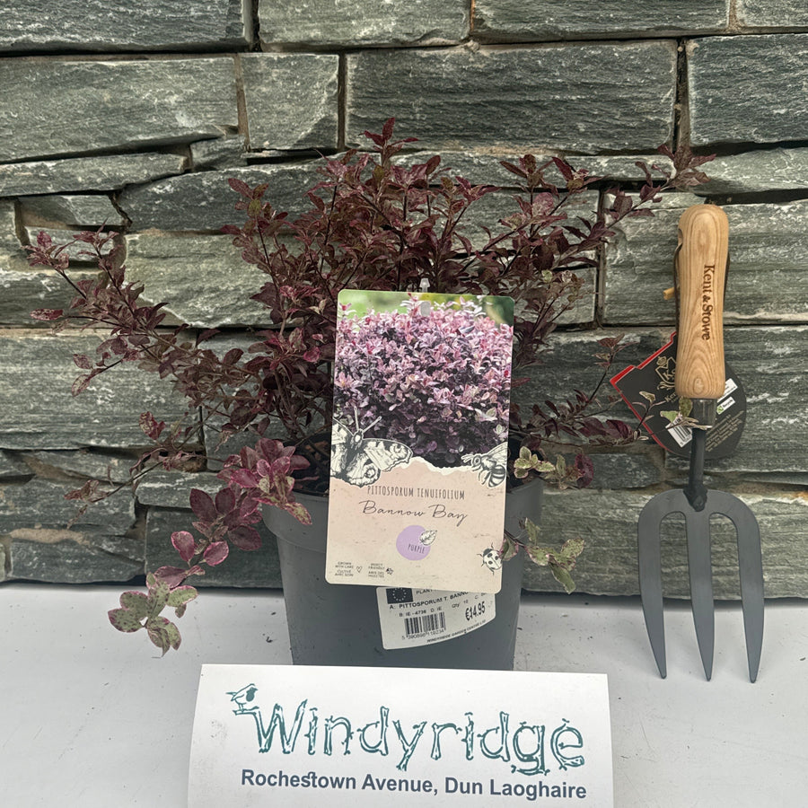 Pittosporum T. Bannow Bay - Shrubs - Windyridge Garden Centre