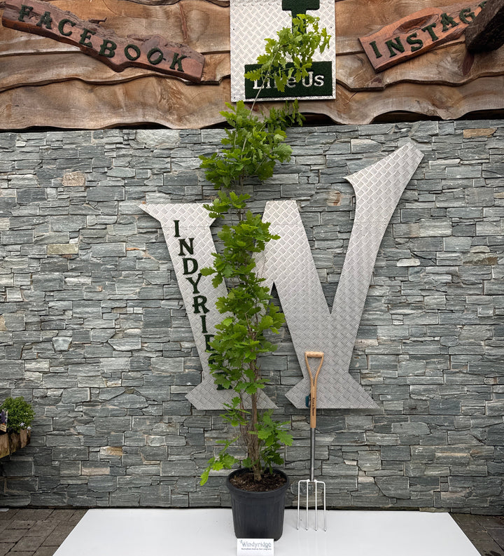 QUERCUS X BIM.CRIMSON SPIRE CLT 30 H 200 - 250 CM RAMIF. - Trees - Windyridge Garden Centre
