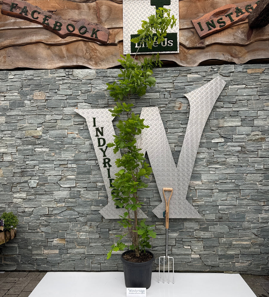 QUERCUS X BIM.CRIMSON SPIRE CLT 30 H 200 - 250 CM RAMIF. - Trees - Windyridge Garden Centre