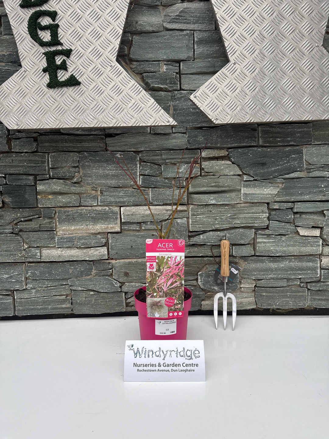 Acer Palm. Extravaganza (Pbr) - Trees - Windyridge Garden Centre