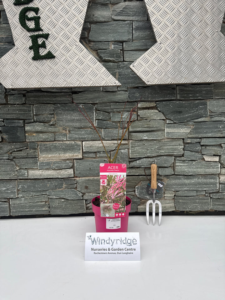Acer Palm. Extravaganza (Pbr) - Trees - Windyridge Garden Centre