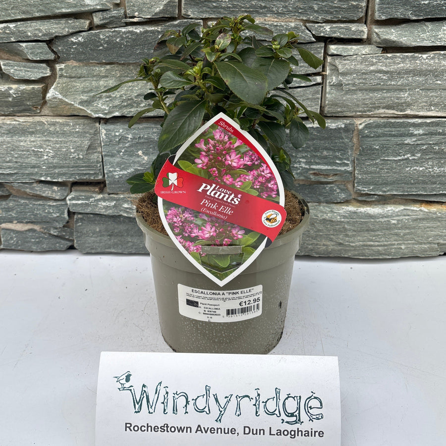 Escallonia Lav Pink Elle - Shrubs - Windyridge Garden Centre