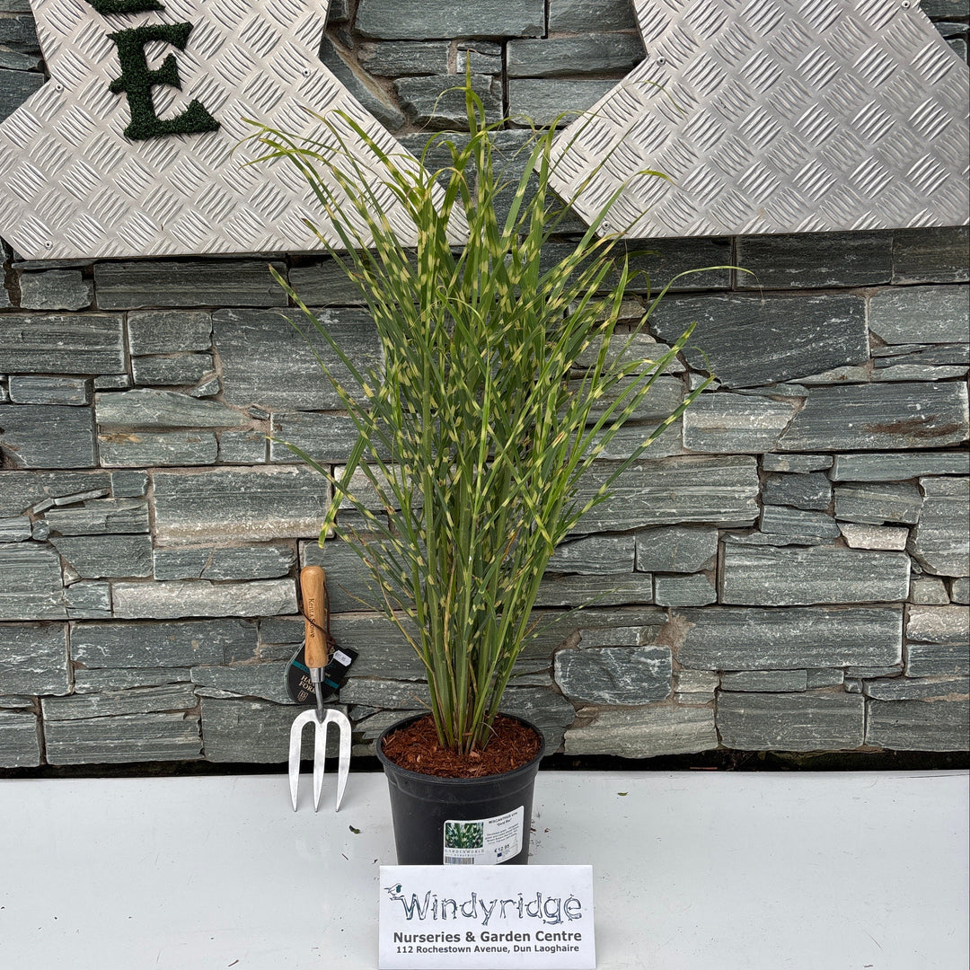 MISCANTHUS sine. 'Gold Bar' 3L