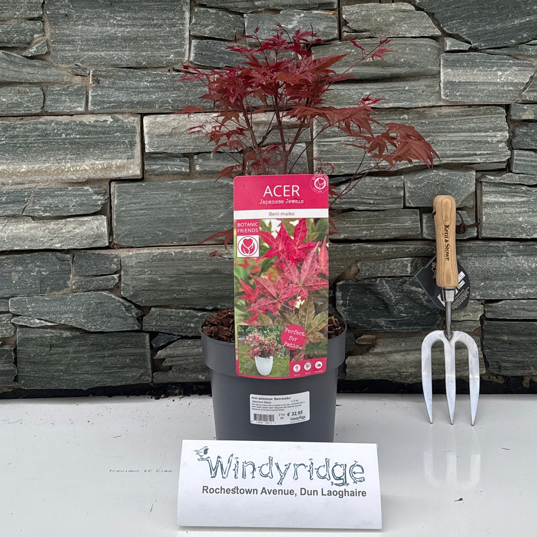 Acer Palmatum 'Beni-Maiko' 3 Ltr Pot - Trees - Windyridge Garden Centre