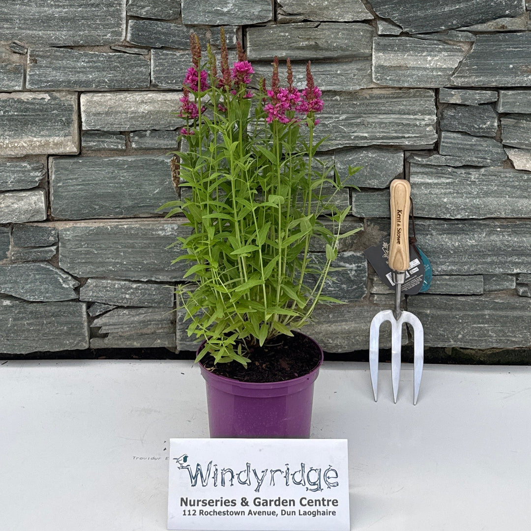 Lythrum sal. 'Compact Rose'