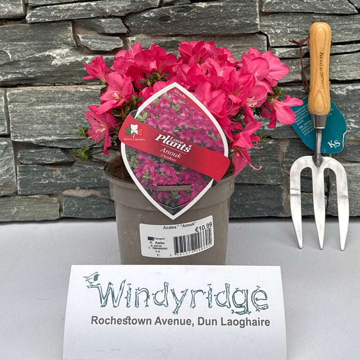 Azalea Anouk - Shrubs - Windyridge Garden Centre