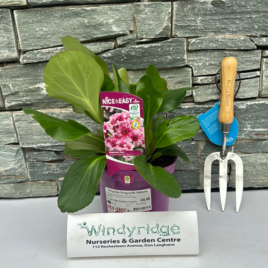 Bergenia Dragonfly Sakura - Herbaceous - Windyridge Garden Centre