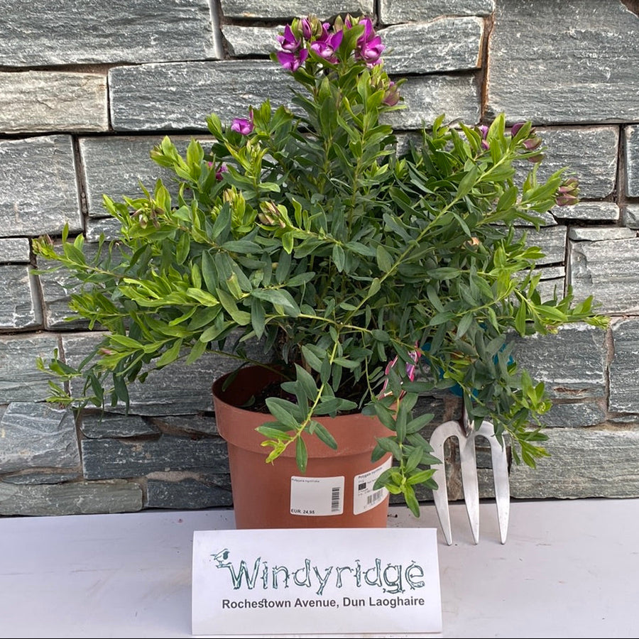 Polygala Myrtifolia - Shrubs - Windyridge Garden Centre