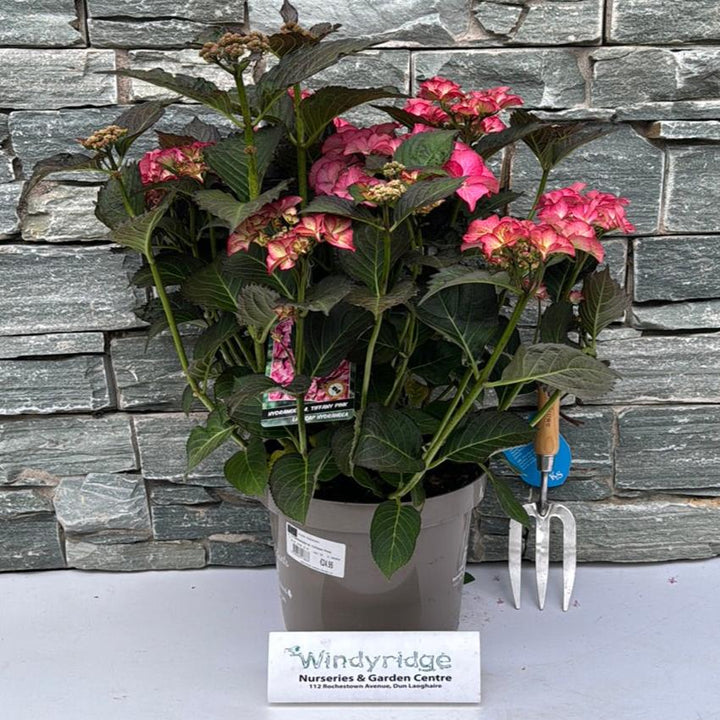HYDRANGEA M. TIFFANY PINK