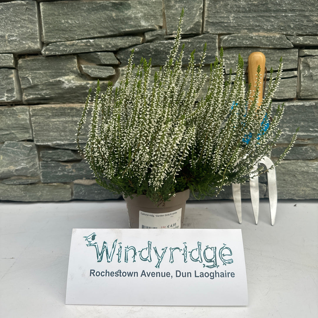 Calluna vulg. Garden Girls white  P12