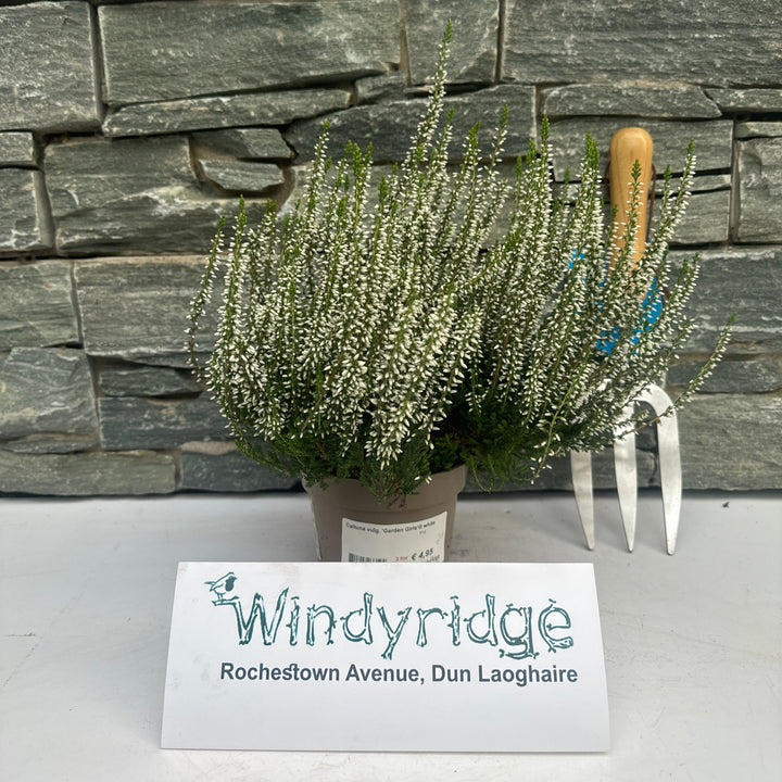 Calluna vulg. Garden Girls white  P12