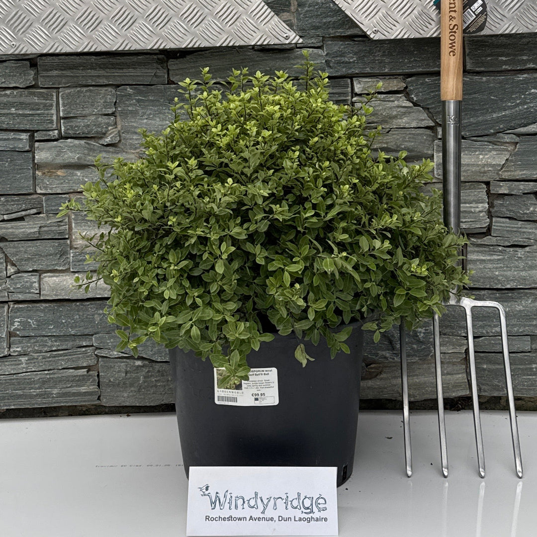 PITTOSPORUM tenui. Golf Ball Ball
