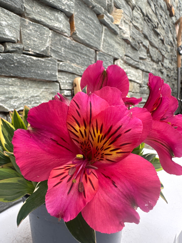 ALSTROEMERIA sp.  River Valley