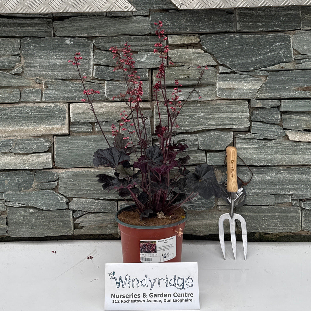 HEUCHERA Timeless Night