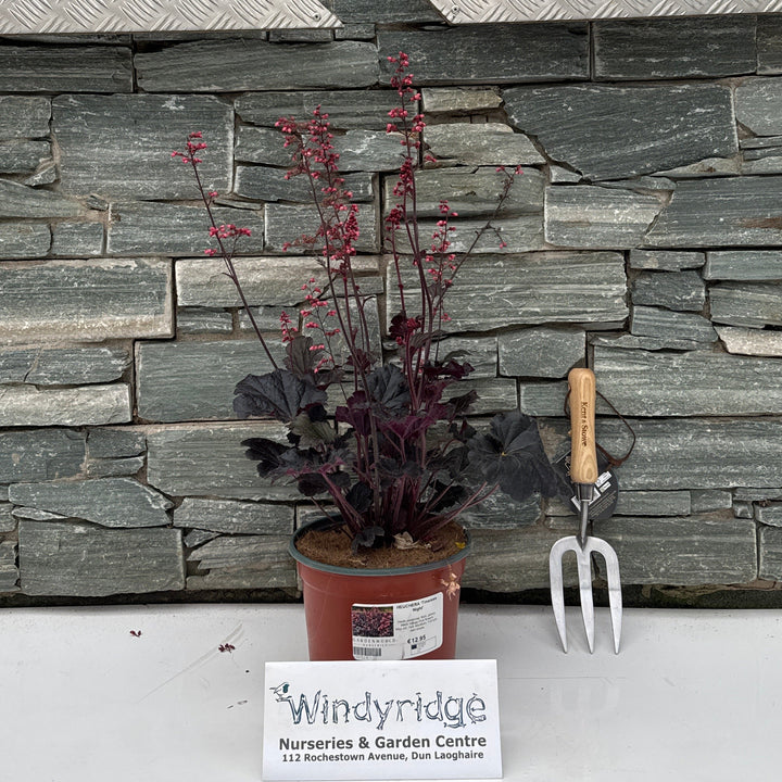 HEUCHERA Timeless Night