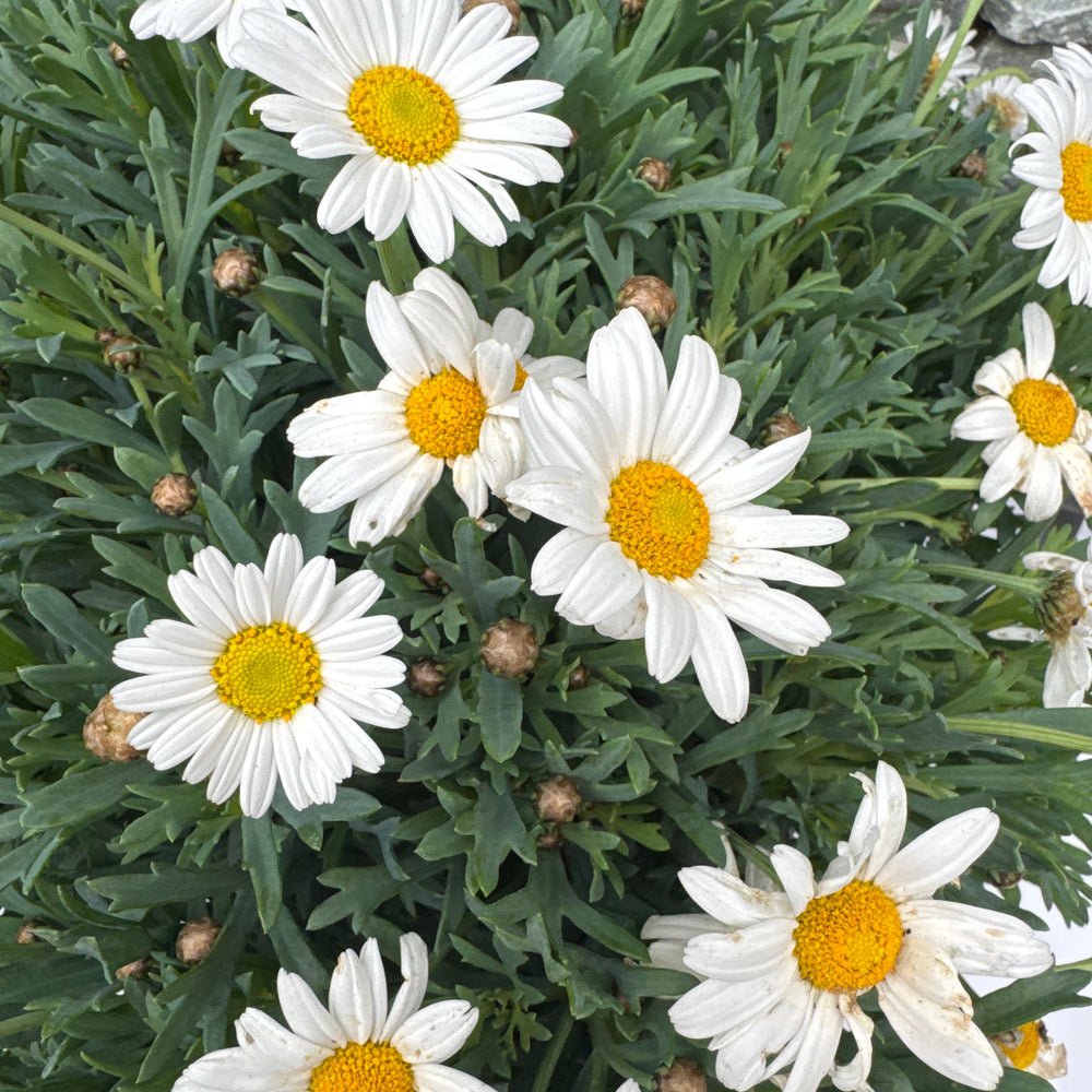 Marguerite 'White' - Shrubs - Windyridge Garden Centre