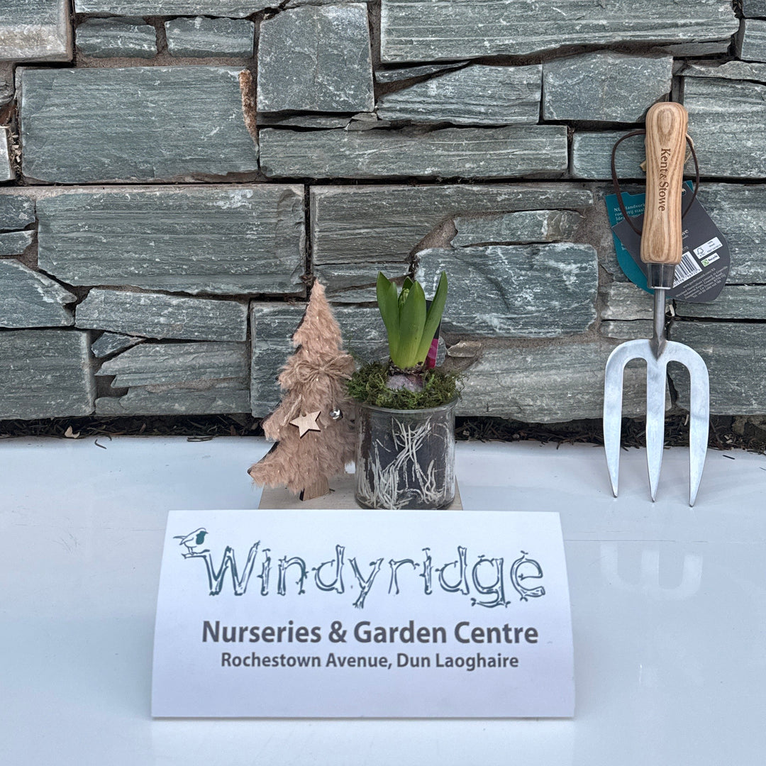 Xmas Hyacinthus  16 CM