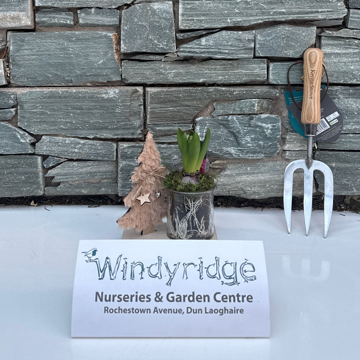 Xmas Hyacinthus  16 CM