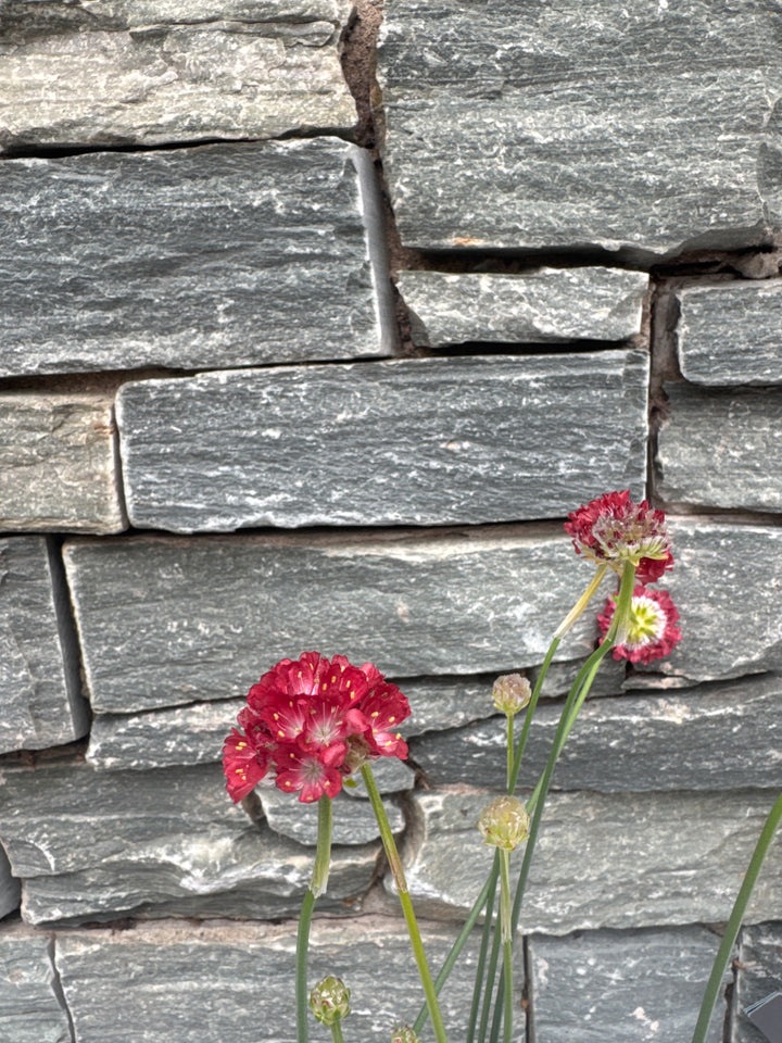 Armeria 1ltr