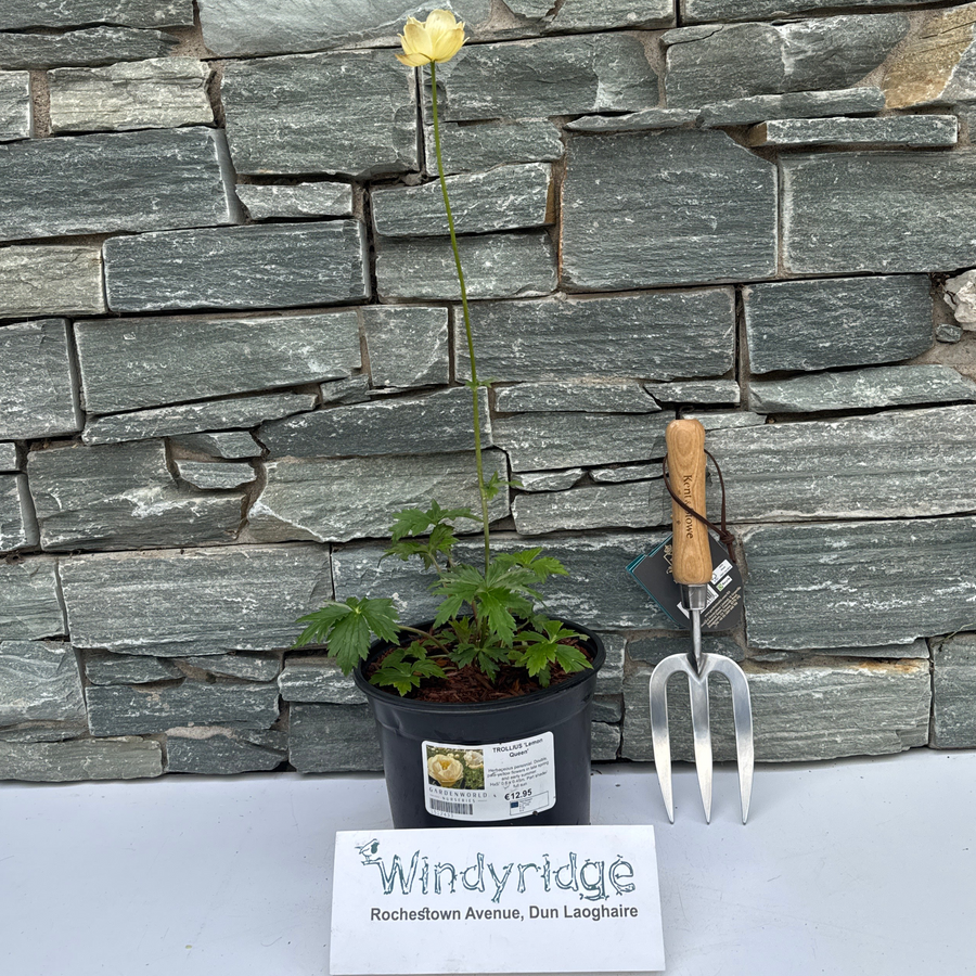 Trollius Lemon Queen - Herbaceous - Windyridge Garden Centre