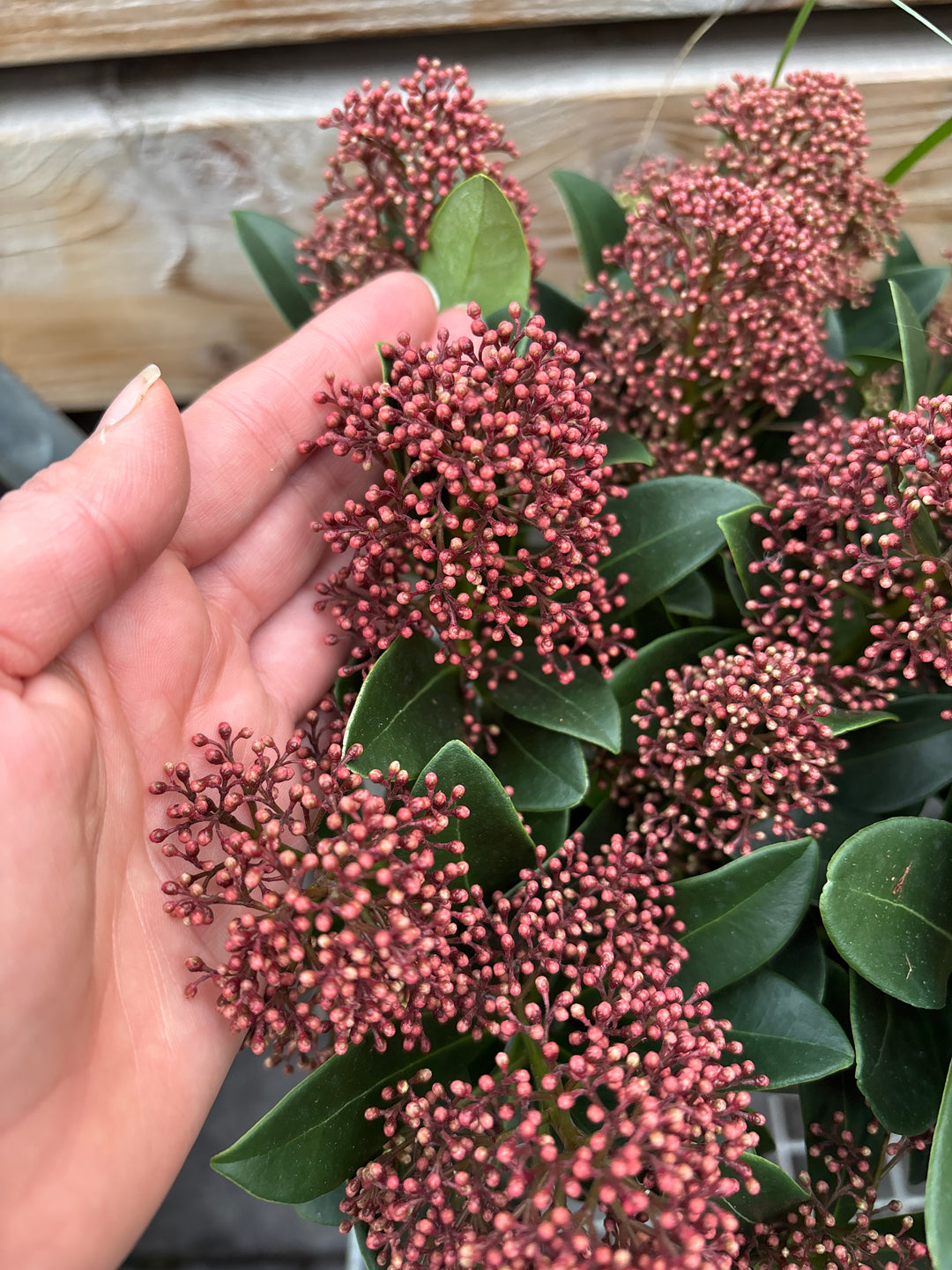 Skimmia jap. 'Rubella' C1.5 / 15+ buds