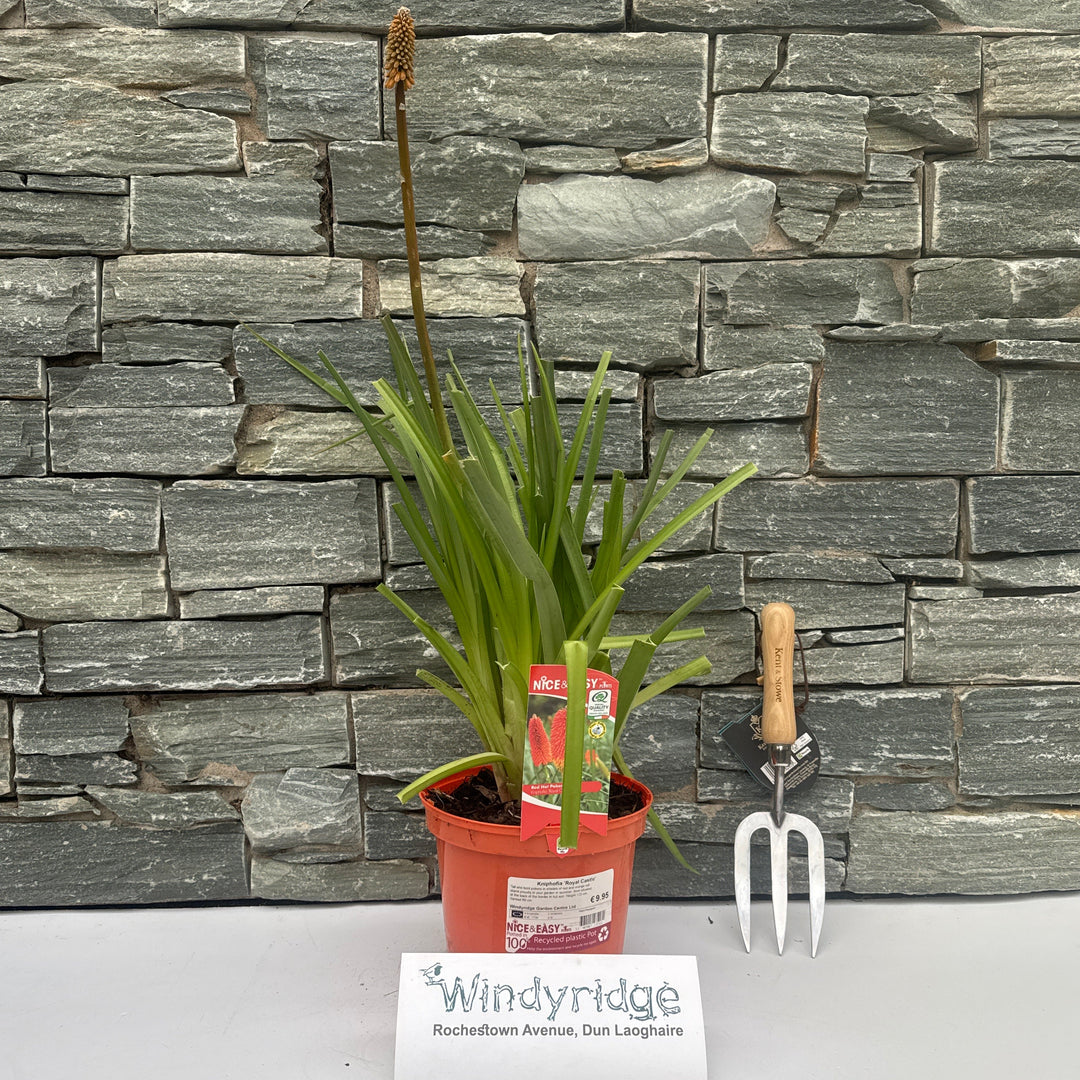 Kniphofia 'Royal Castle' - Herbaceous - Windyridge Garden Centre