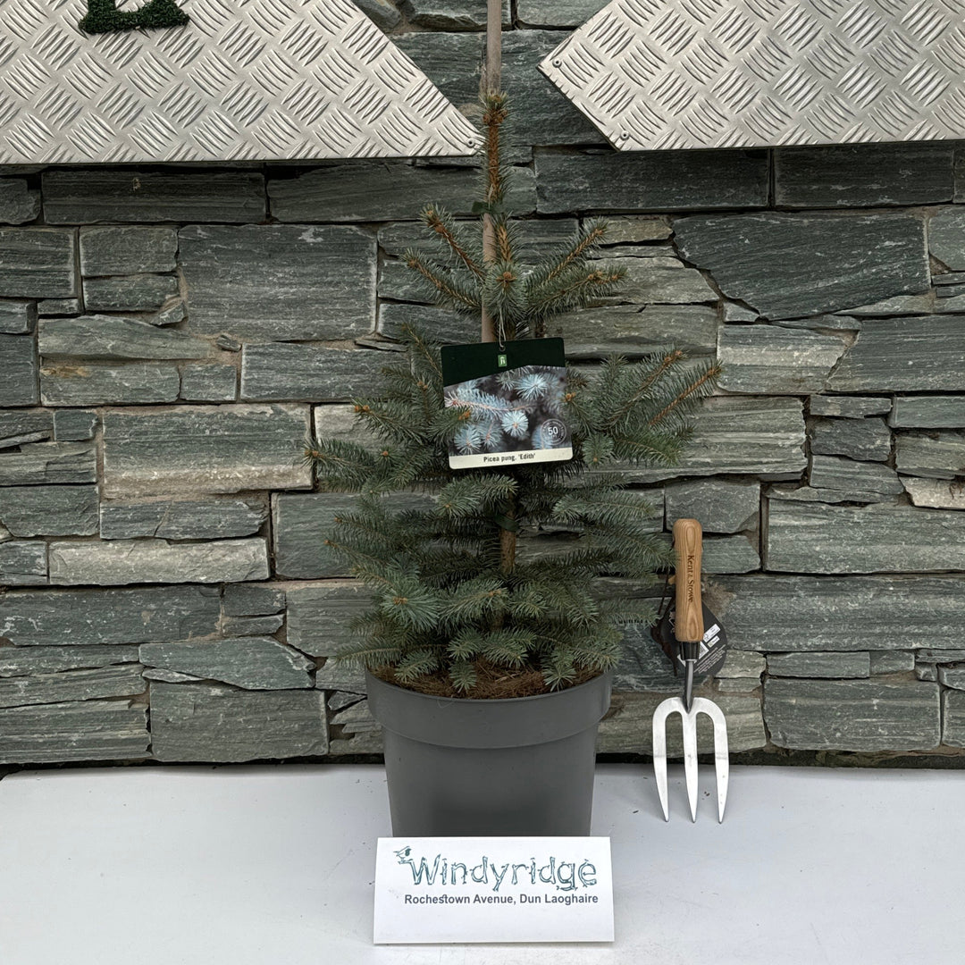 Picea pungens Edith  50-60 CM C7.5