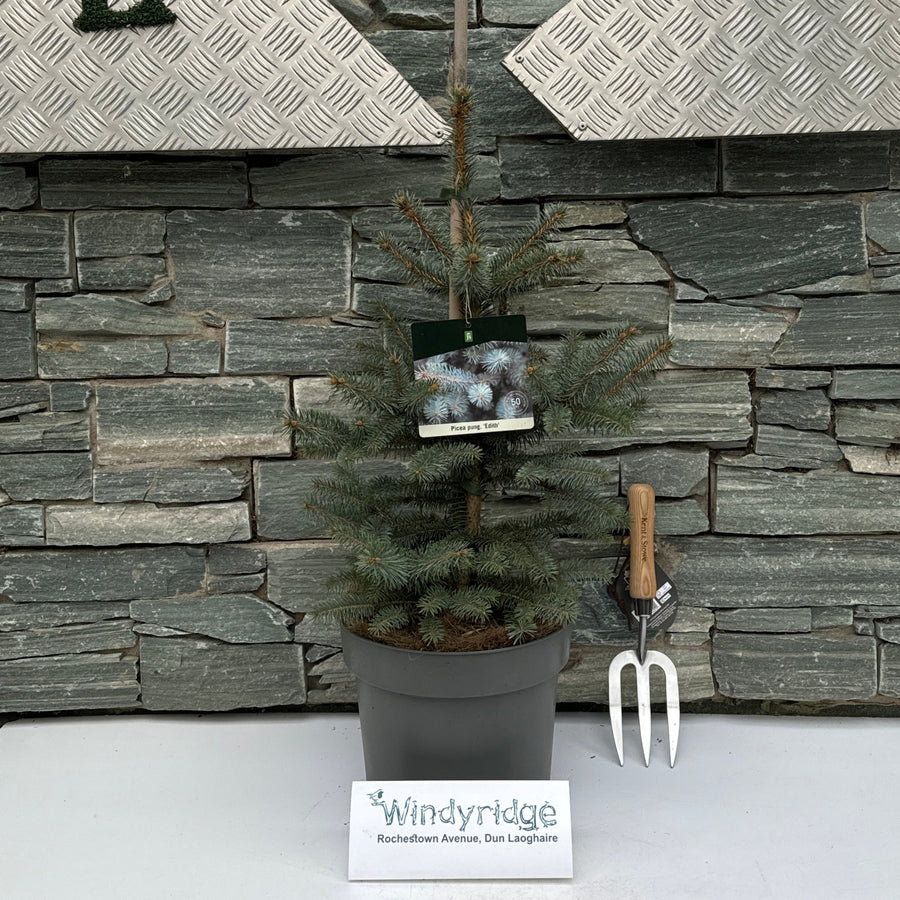 Picea Pungens Edith  50-60 Cm C7.5 - Shrubs - Windyridge Garden Centre
