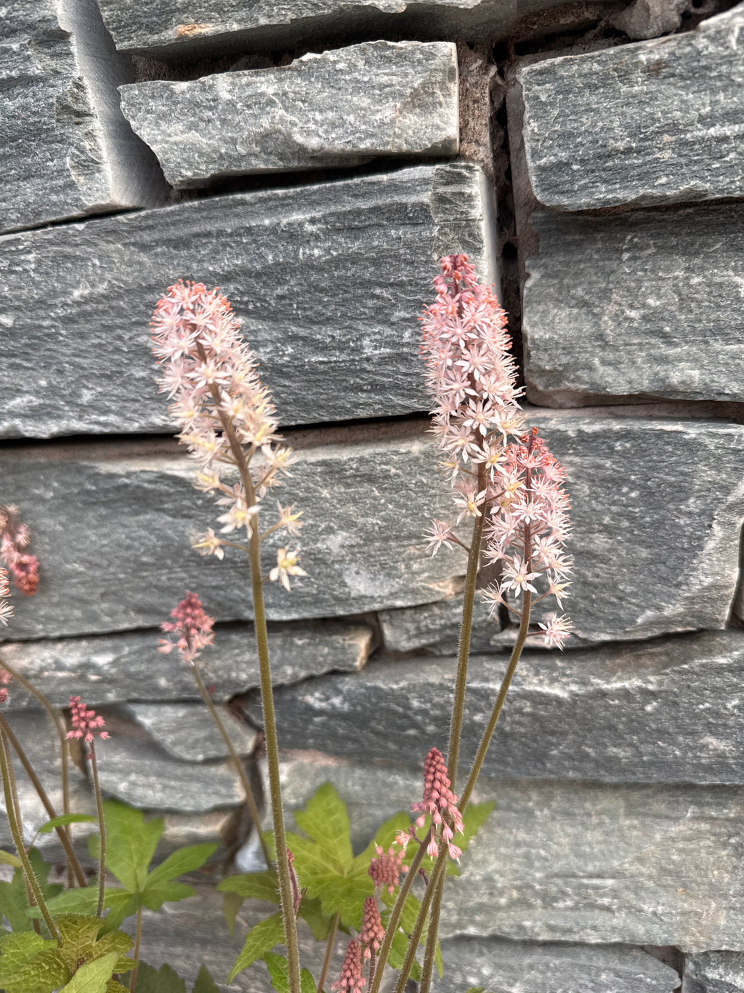 Tiarella Pink Torch