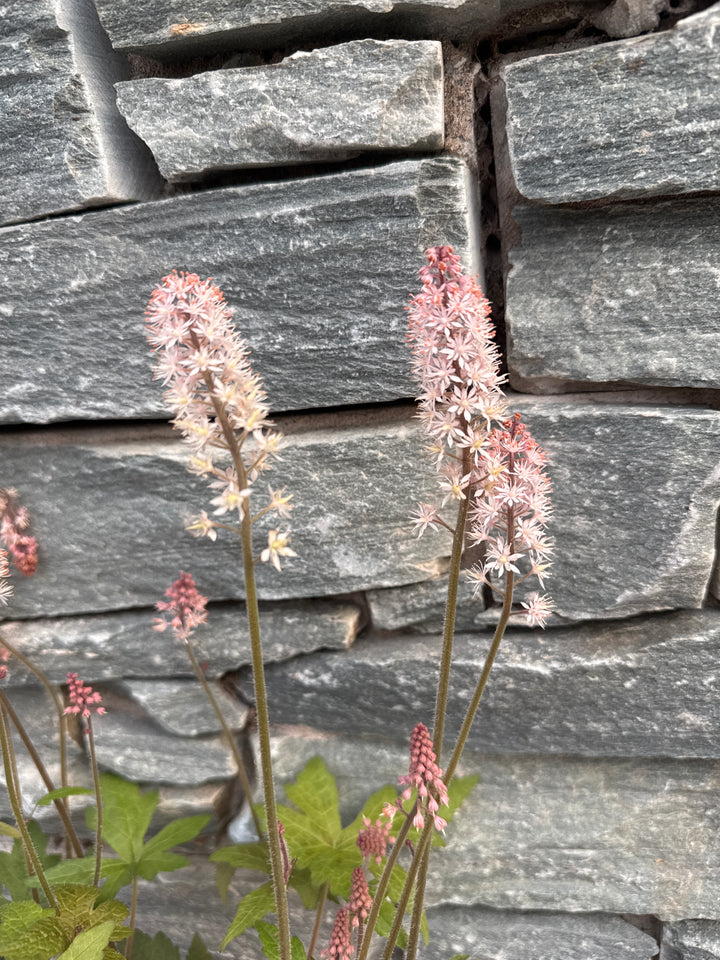 Tiarella Pink Torch
