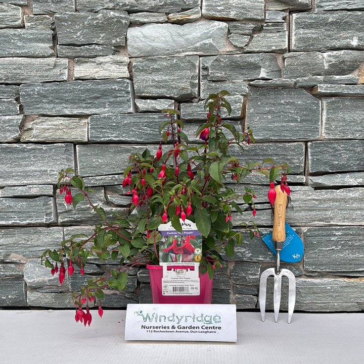 Fuchsia Mrs Popple