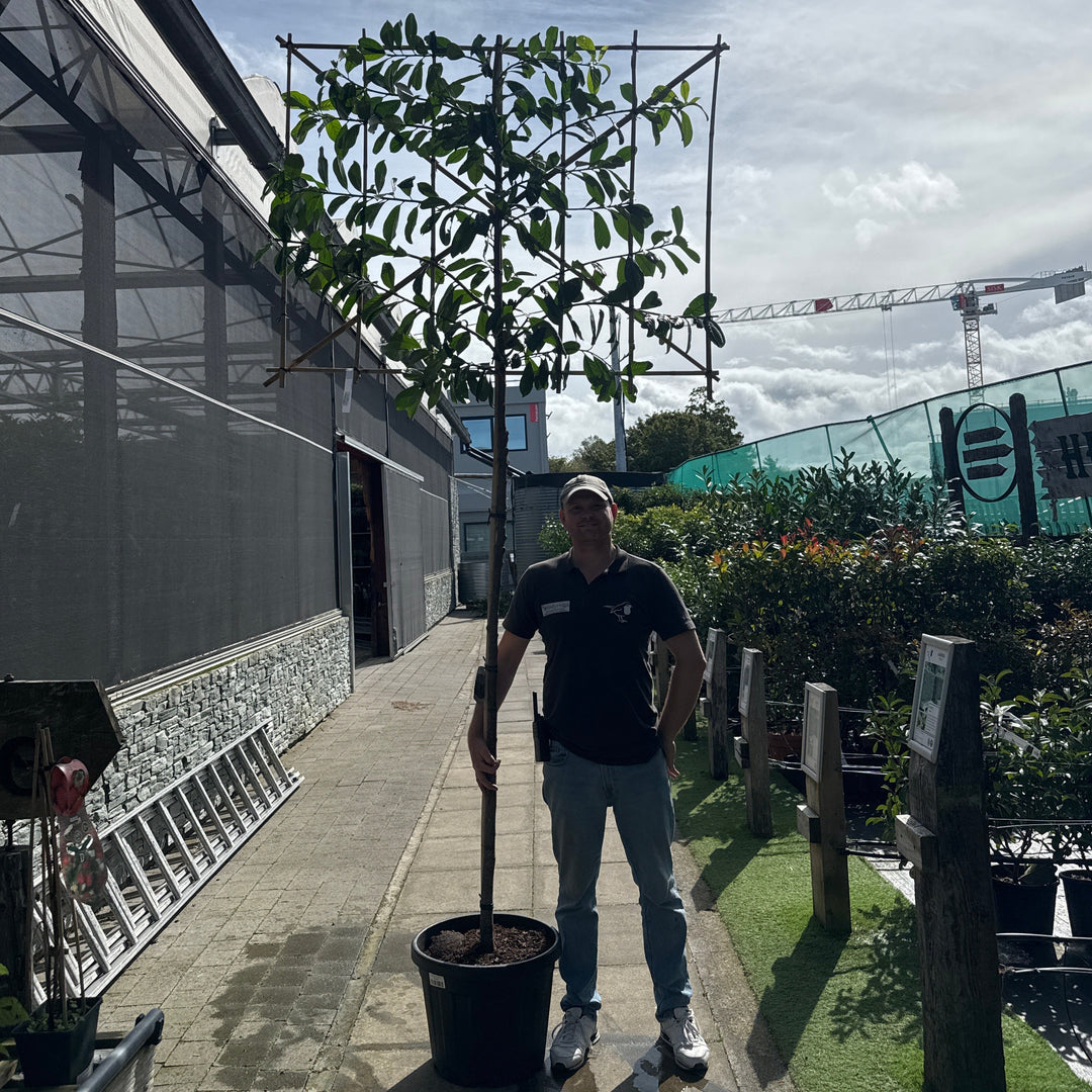 Prunus l. 'Novita'
 180cm stem. 150x120 C 50 High-standard
 Pleached 12/14
