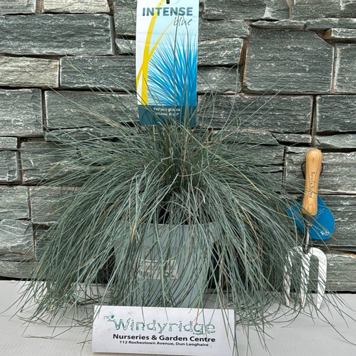 Blue Fescue Festuca Glauca Intense Blue (5Ltr Pot)